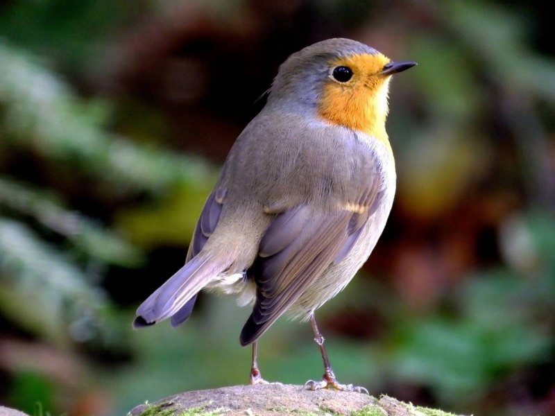 Европейский Робин (Erithacus rubecula)