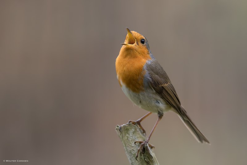 Robin Roodborst