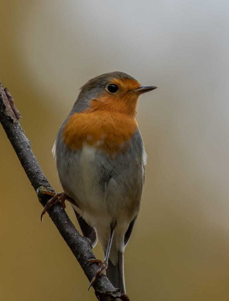 Зарянка – Erithacus rubecula