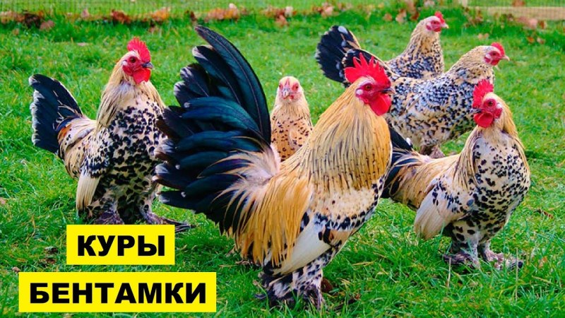 Пекинская бентамка