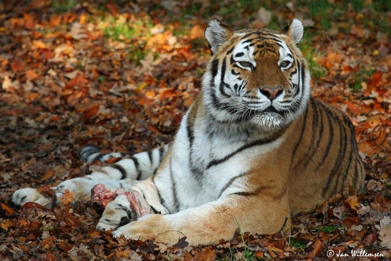 Амурский тигр Panthera Tigris altaica