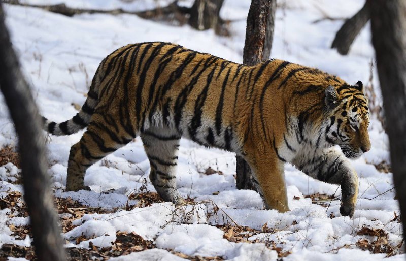 Амурский тигр (Panthera Tigris)