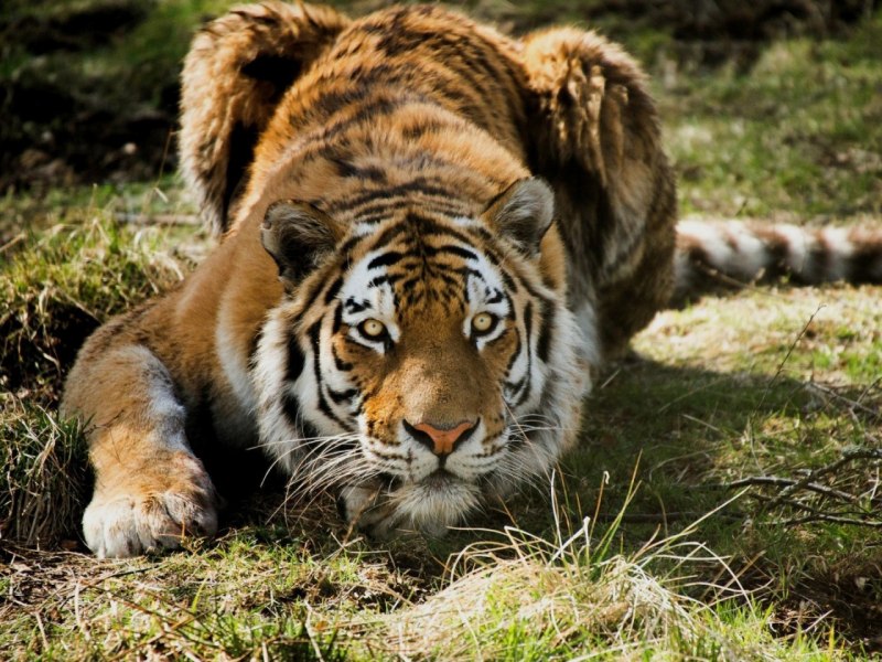 Индокитайский тигр (Panthera Tigris corbetti)