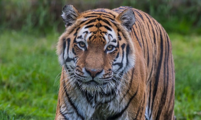 Амурский тигр Panthera Tigris altaica