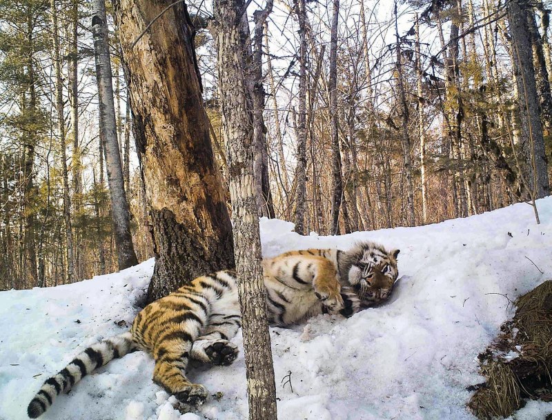 Амурский тигр в тайге