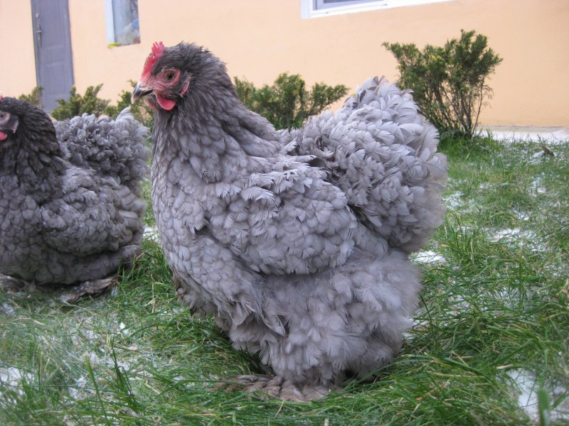 Кохинхин карликовый мраморный