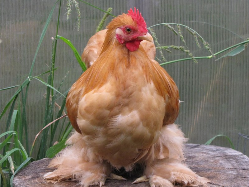 Кохинхины куры
