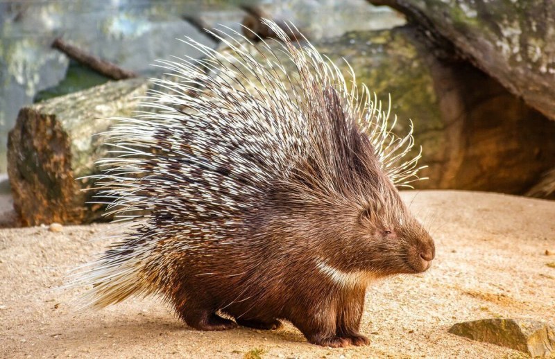 Дикобраз hystrix cristata