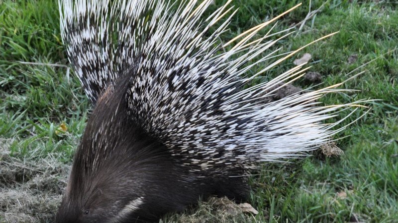 Дикобраз hystrix cristata