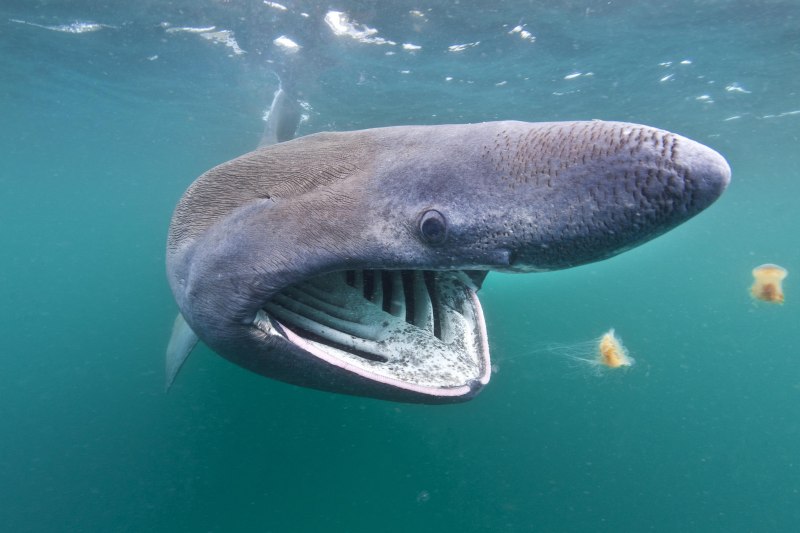 Гигантская акула Cetorhinus Maximus