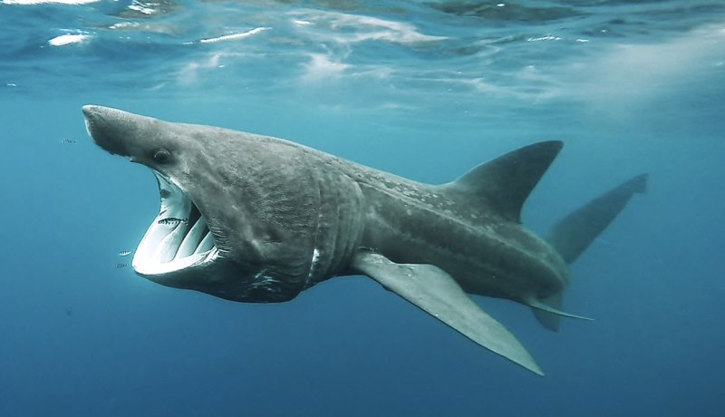 Большая акула Cetorhinus Maximus