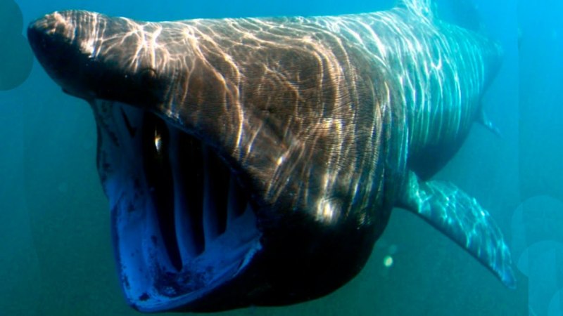 Гигантская акула (basking Shark)