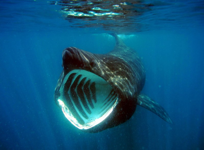 Carcharodon carcharias