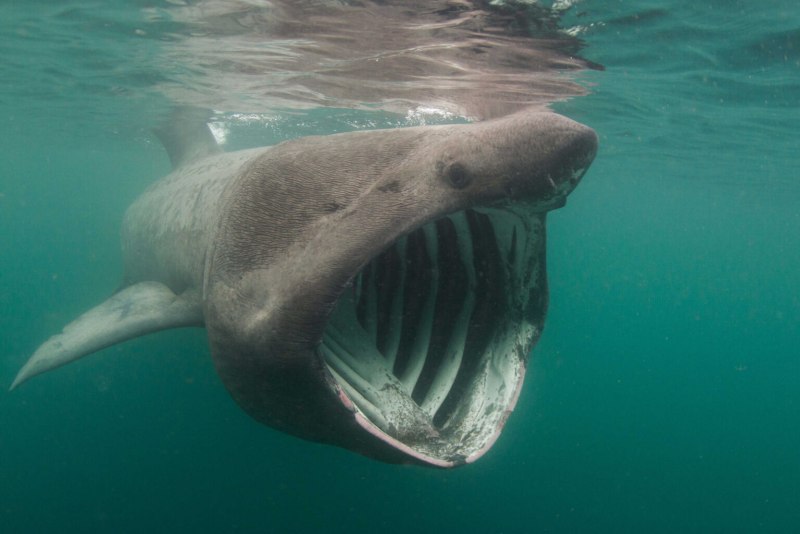 Большая акула Cetorhinus Maximus