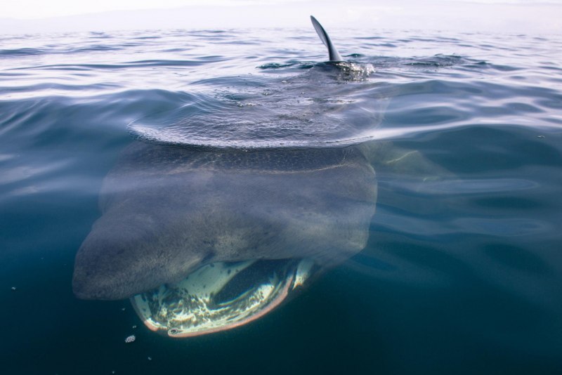 Большая акула Cetorhinus Maximus