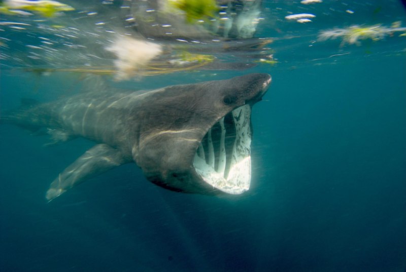 Акула Carcharodon carcharias