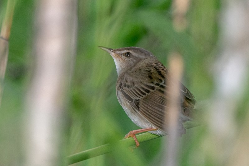 Певчий сверчок Locustella certhiola Pallas