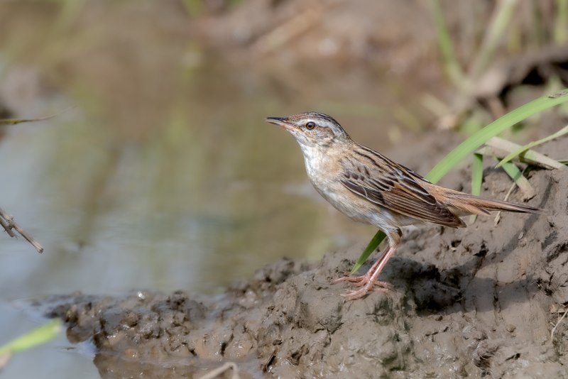 Locustella certhiola