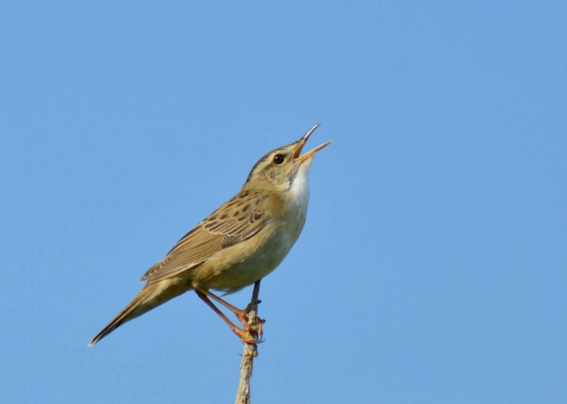 Locustella certhiola