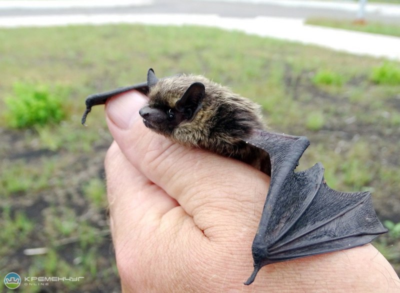 Северный кожанок Eptesicus nilssonii