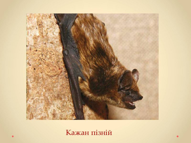 Eptesicus serotinus