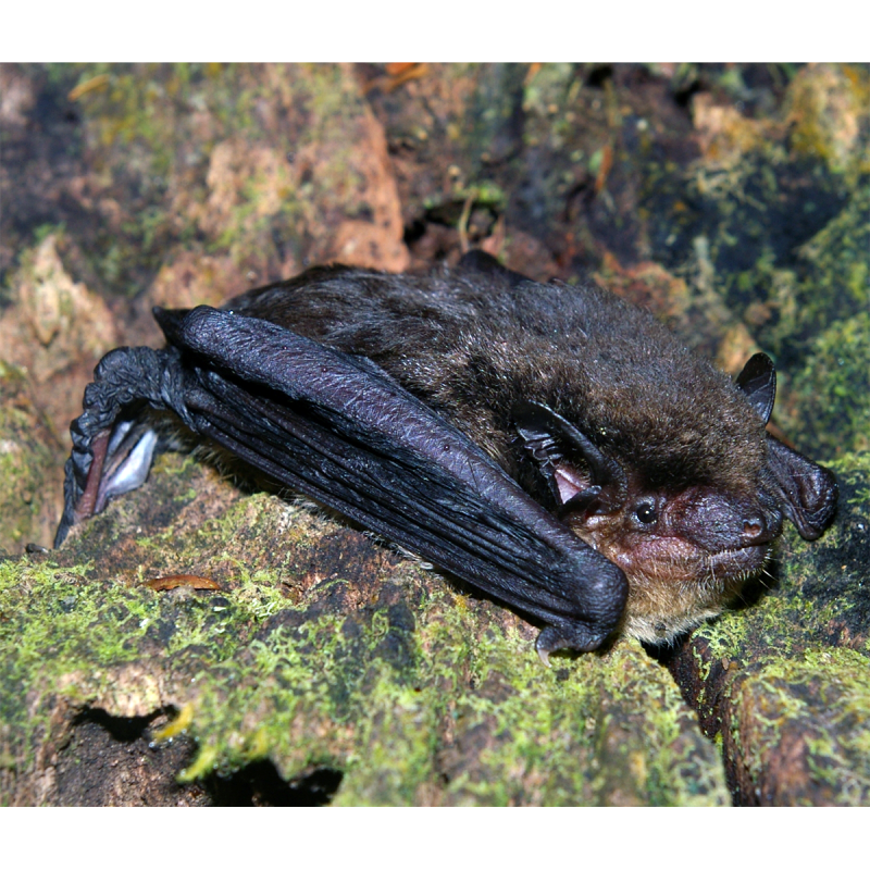 Thyroptera discifera