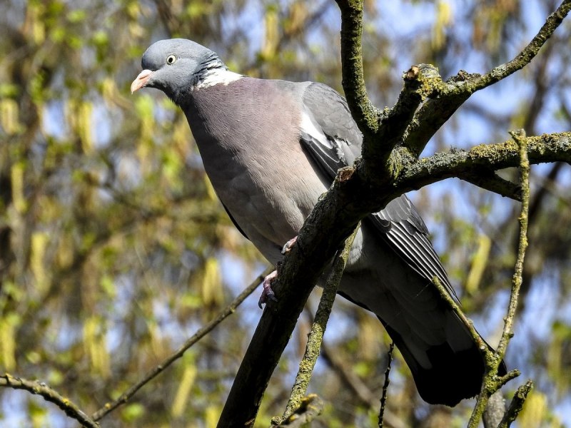 Вяхирь (Columba palumbus)