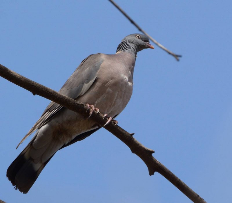 Вяхирь (Columba palumbus)