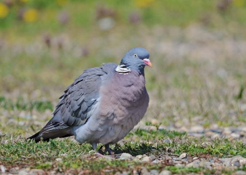 Вяхирь (Columba palumbus)