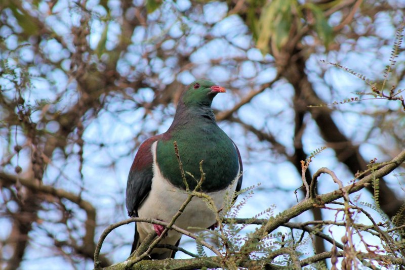 Голубь Columba palumbus