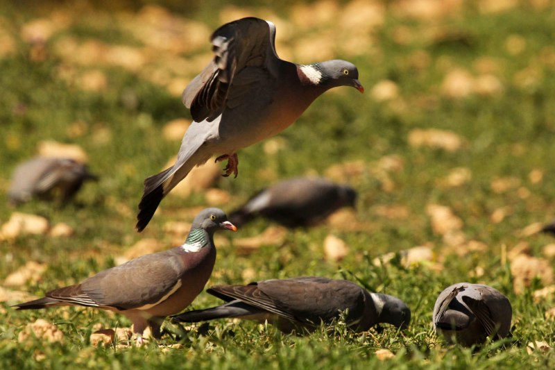 Вяхирь (Columba palumbus)