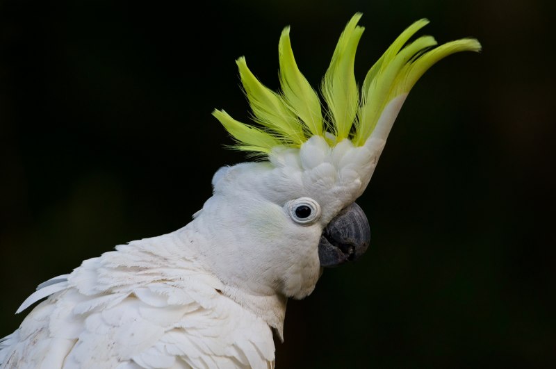 Малый желтохохлый Какаду – Cacatua sulphurea