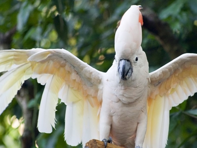 Cacatua sulphurea
