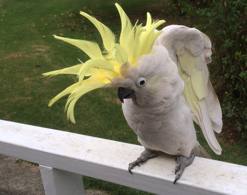 Cacatua sulphurea citrinocristata