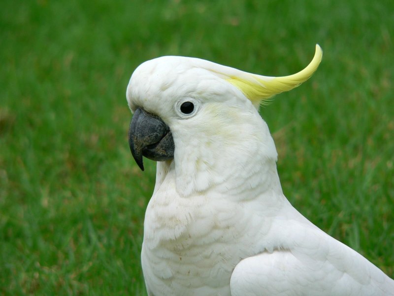 Sulphur Crested Cockatoo