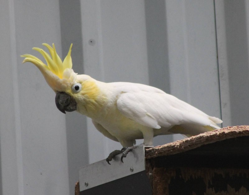 Cacatua sulphurea