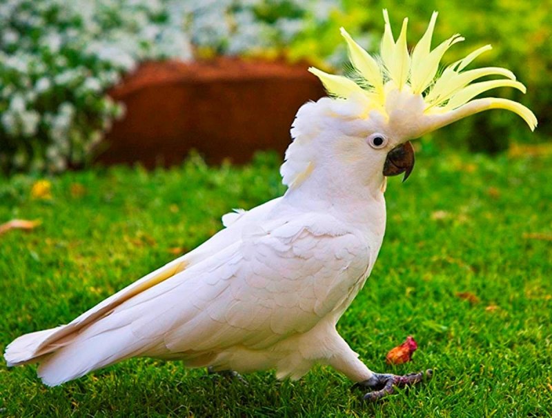 Попугай белый Какаду