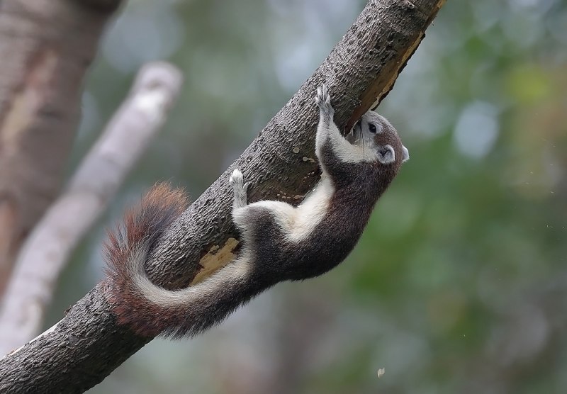 Белка Финлайсона (Callosciurus finlaysonii)