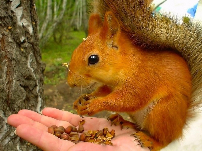Белка с пивом