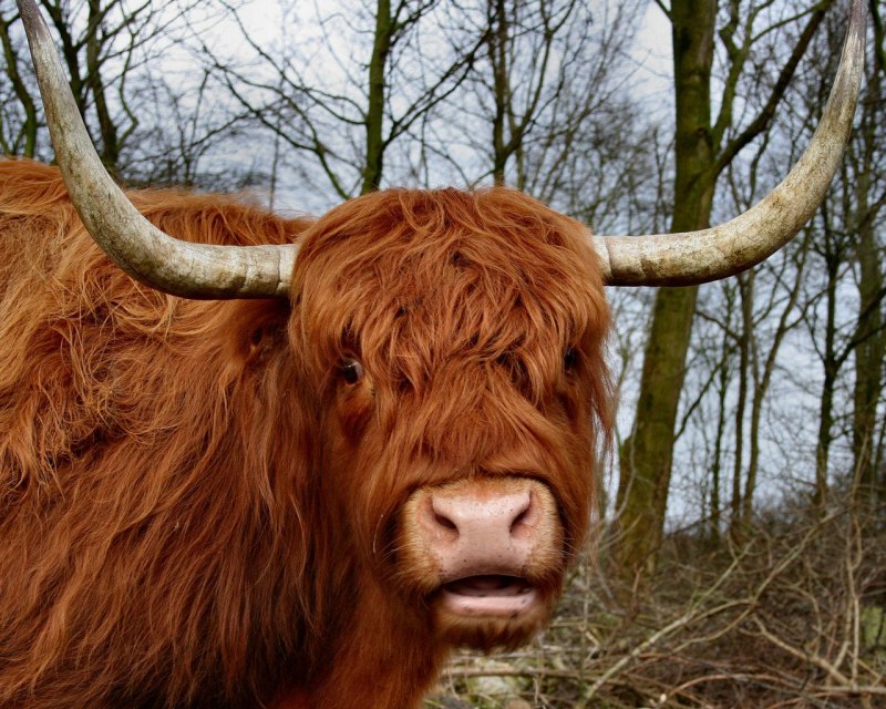 Scottish Highlands Cows