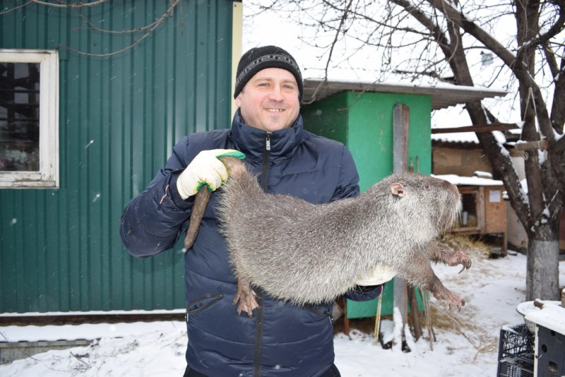 Нутрии и бобры