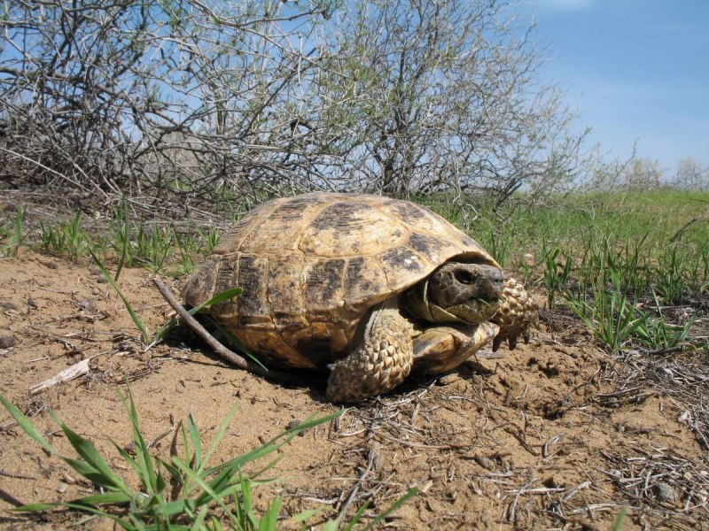 Среднеазиатская черепаха agrionemys