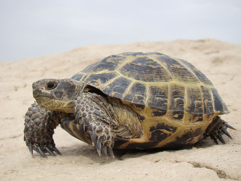 Среднеазиатская степная черепаха (68 фото)