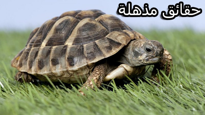 Testudo horsfieldii