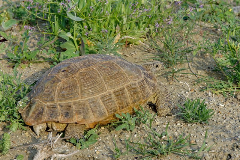 Среднеазиатская черепаха agrionemys