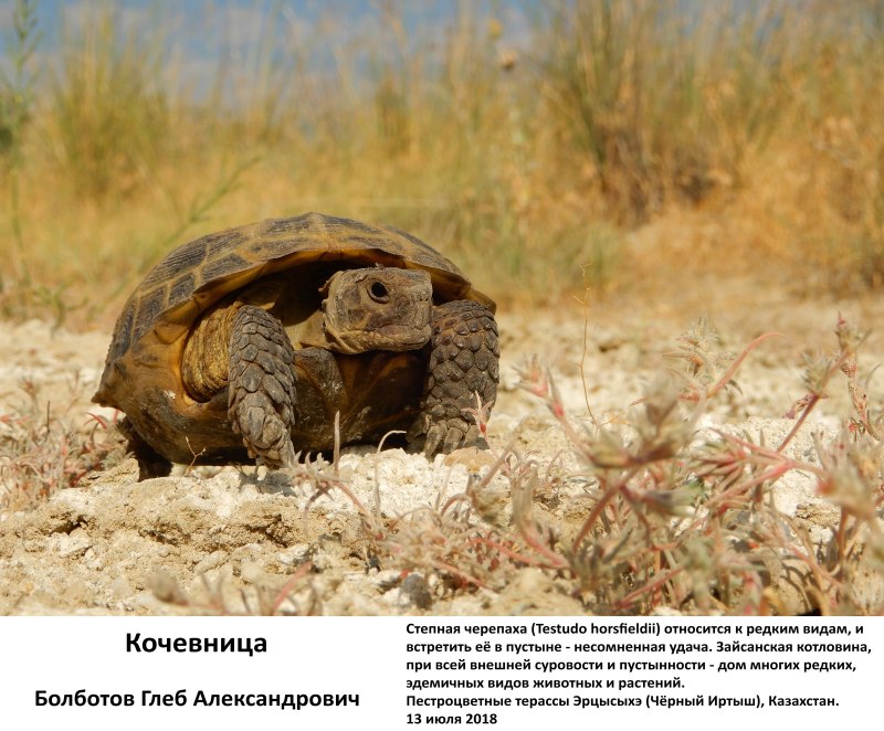 Казахские черепахи степные