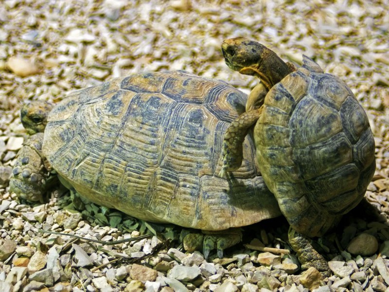 Черепаха Среднеазиатская Testudo horsfieldii