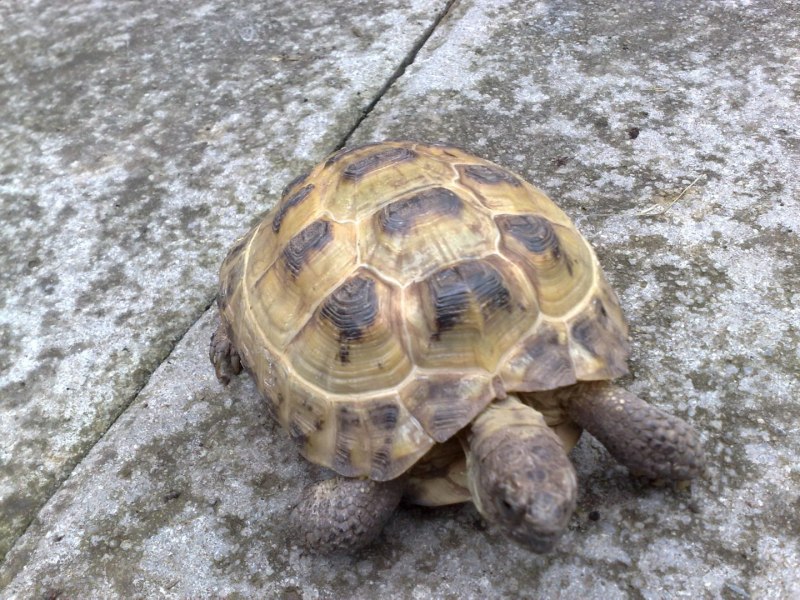 Черепаха Среднеазиатская Testudo horsfieldii