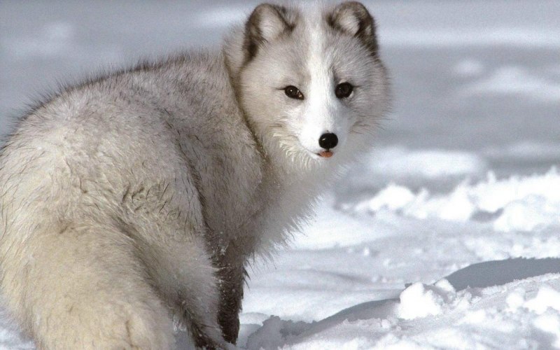 Медновский голубой песец
