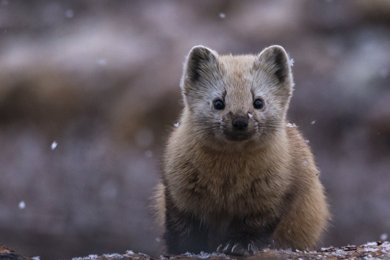 Ласка (Mustela nivalis)